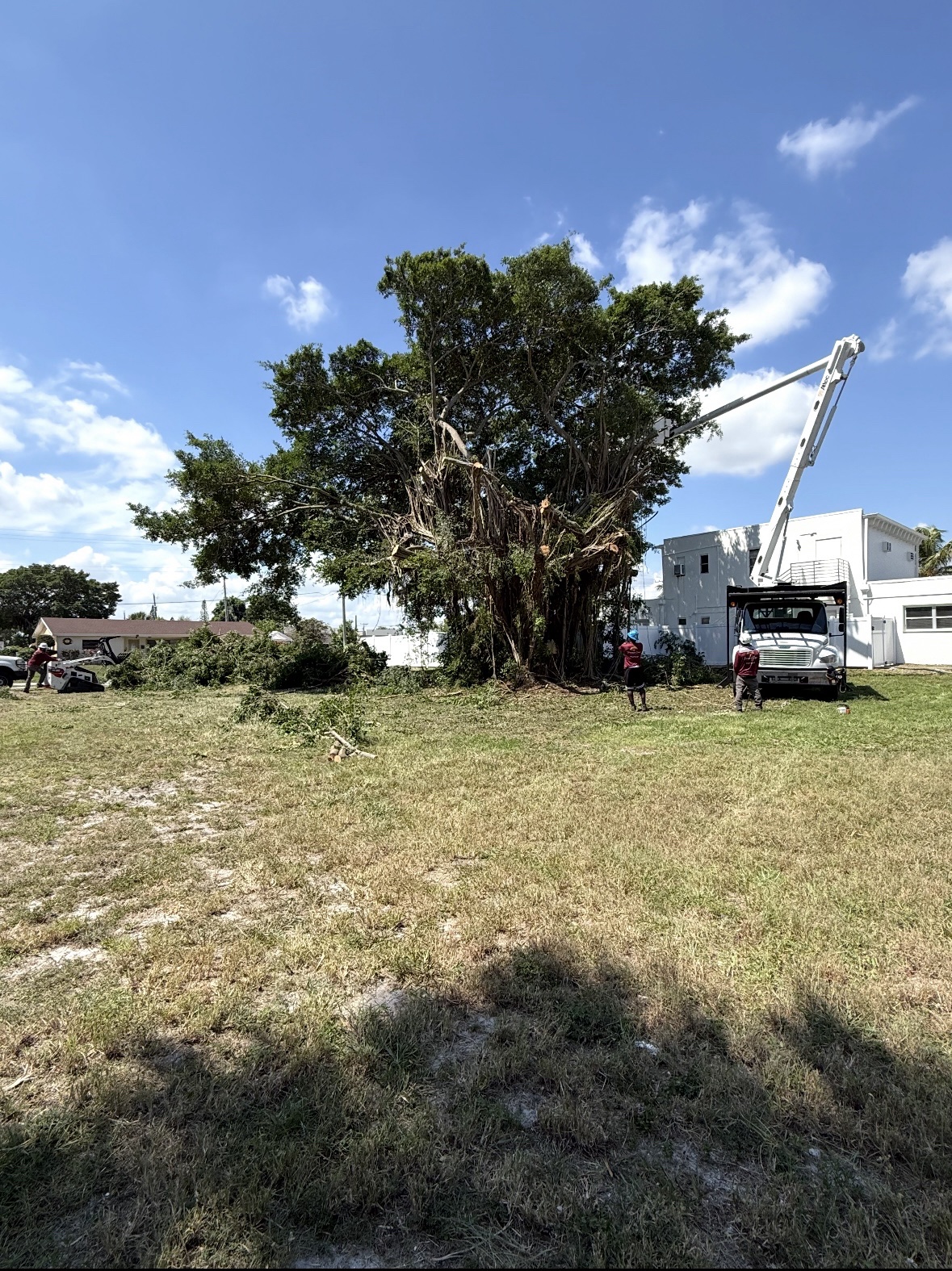 Large strangler fig overtaking a host tree before removal in West Palm Beach, Florida