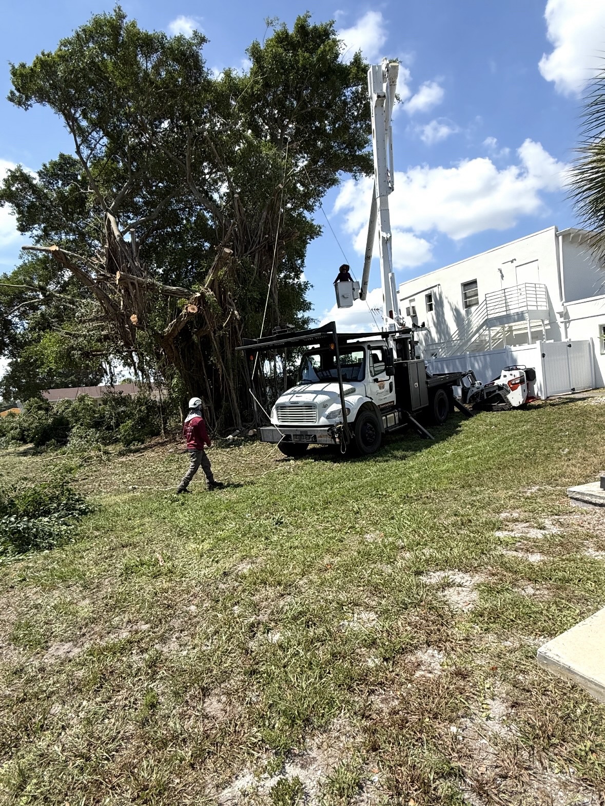 Strangler fig tree removal in progress with a bucket truck in West Palm Beach, Florida
